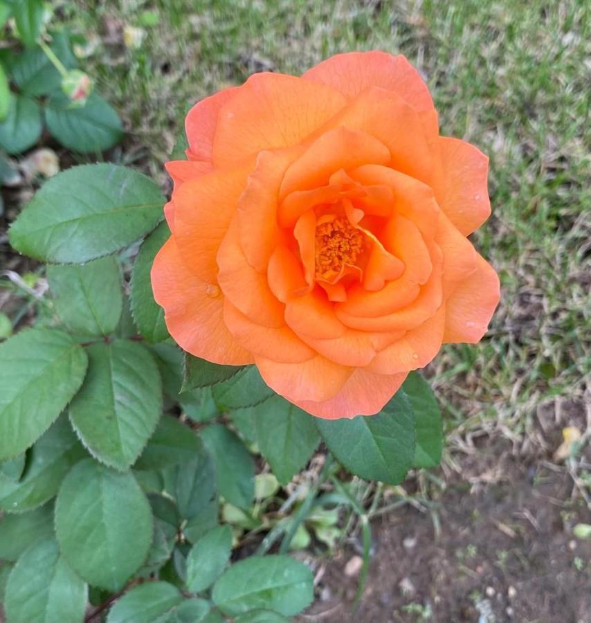 Il Casale Delle Rose Lejlighedshotel Paganico  Eksteriør billede