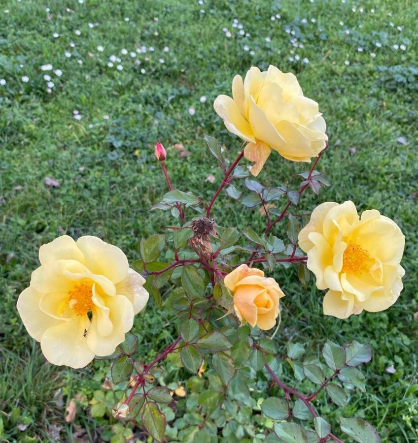 Il Casale Delle Rose Lejlighedshotel Paganico  Eksteriør billede