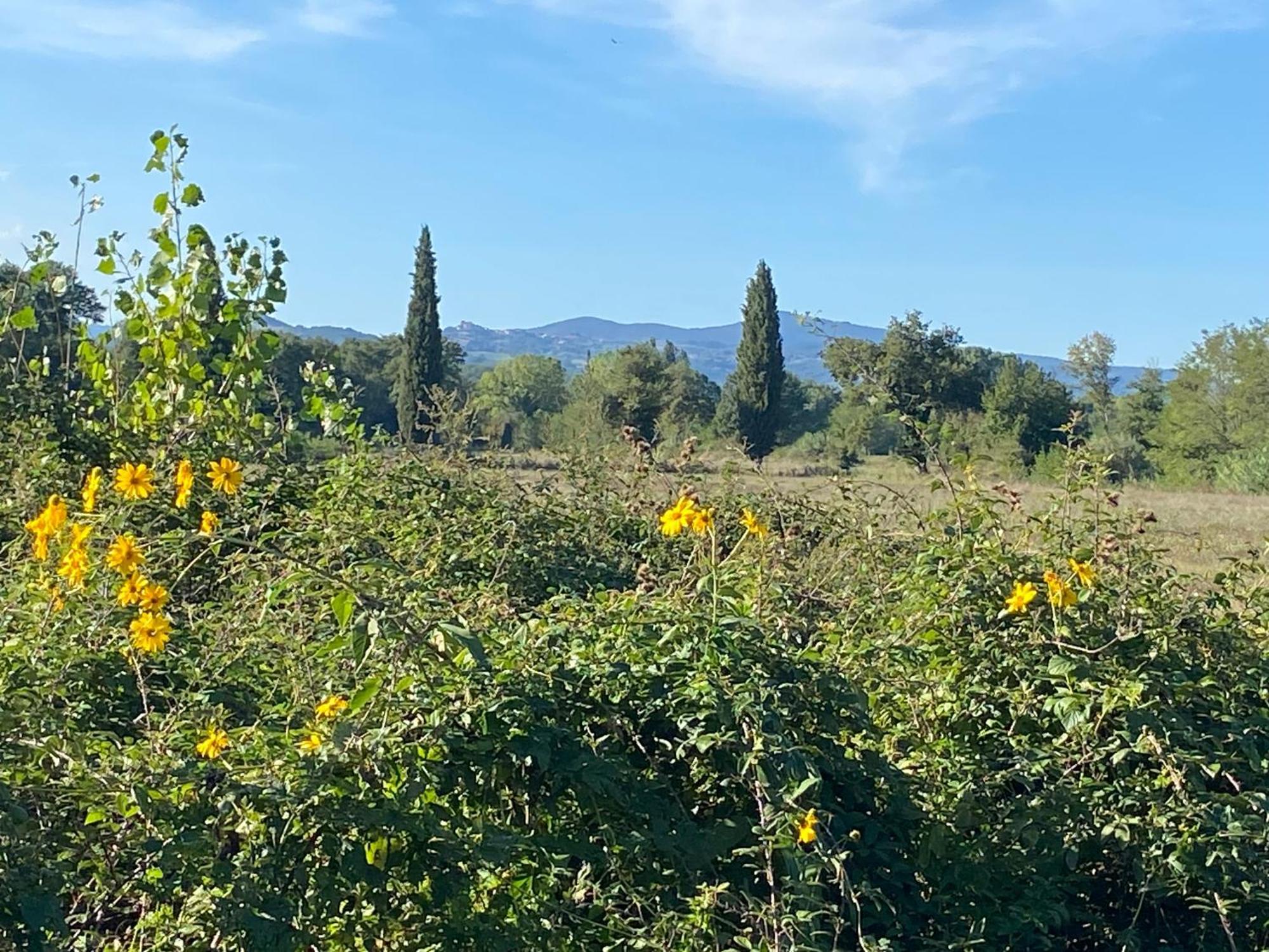 Il Casale Delle Rose Lejlighedshotel Paganico  Eksteriør billede